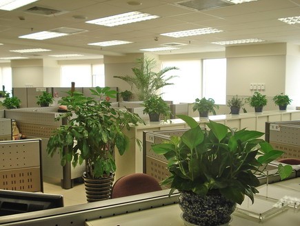 辦公室裝修--員工區綠植擺放方案 