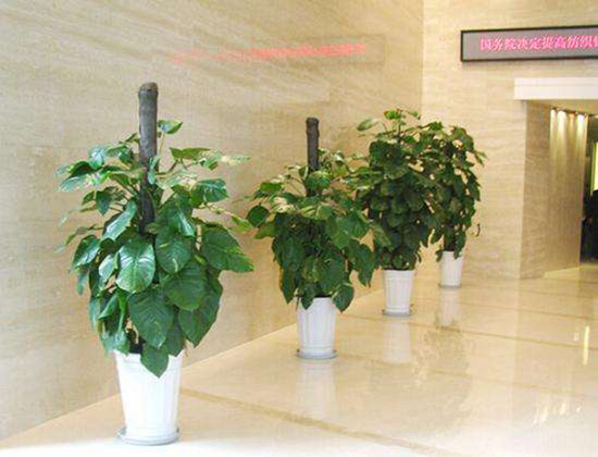 辦公室里的植物應該這樣養，你們都養對了嗎？